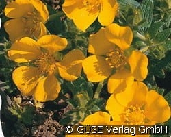 Fingerkraut kaufen, clicken für mehr Details Fingerkraut