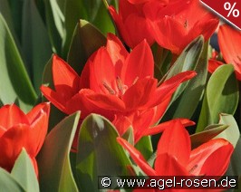 Praestans (Zwanenburg) Fusilier Variety