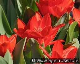 Praestans (Zwanenburg) Fusilier Variety