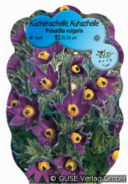 Küchenschelle kaufen, clicken für mehr Details Küchenschelle