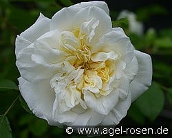 Albéric Barbier kaufen, click for more details Albéric Barbier