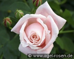 Albertine kaufen, click for more details Albertine