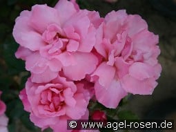 Alexandre Girault kaufen, click for more details Alexandre Girault