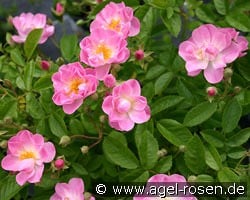 Apple Blossom kaufen, click for more details Apple Blossom