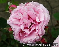 Aurelia Liffa kaufen, click for more details Aurelia Liffa