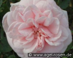 Awakening kaufen, click for more details Awakening