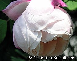 Ayrshire Queen kaufen, click for more details Ayrshire Queen