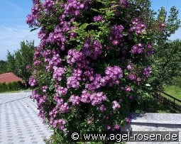 Bleu Magenta kaufen, click for more details Bleu Magenta