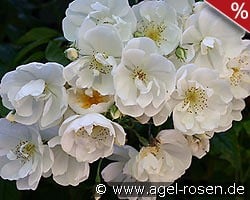 Bobbie James kaufen, click for more details Bobbie James