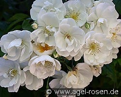 Bobbie James kaufen, click for more details Bobbie James