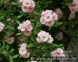 Bonny kaufen, click for more details Bonny