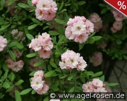 Bonny kaufen, click for more details Bonny