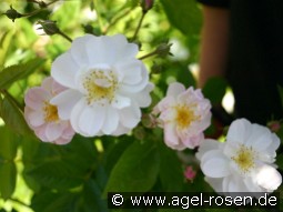 Brenda Colvin kaufen, click for more details Brenda Colvin