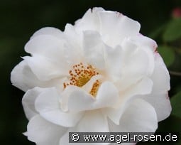 Capriolata kaufen, click for more details Capriolata