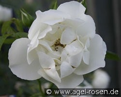 City of York kaufen, click for more details City of York