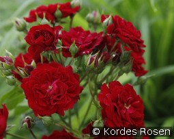 Crimson Siluetta kaufen, click for more details Crimson Siluetta
