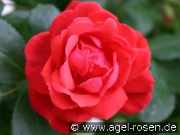 Danse du Feu kaufen, click for more details Danse du Feu