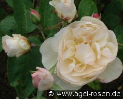 Desprez à Fleurs Jaunes kaufen, click for more details Desprez à Fleurs Jaunes