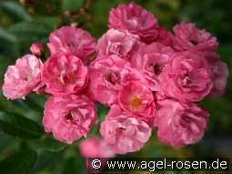 Ewald Scholle kaufen, click for more details Ewald Scholle