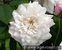 Félicité et Perpétue kaufen, click for more details Félicité et Perpétue