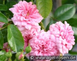 Francois Juranville kaufen, click for more details Francois Juranville