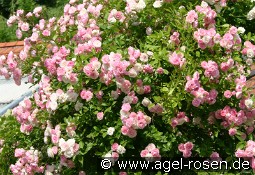 Frau Eva Schubert kaufen, click for more details Frau Eva Schubert