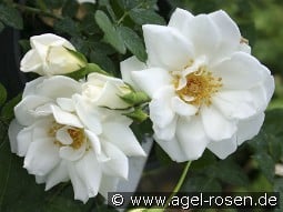 Glenn Dale kaufen, click for more details Glenn Dale