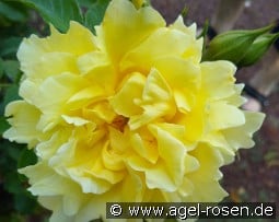 Golden Age kaufen, click for more details Golden Age