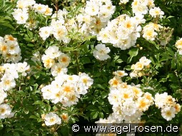 Goldfinch kaufen, click for more details Goldfinch