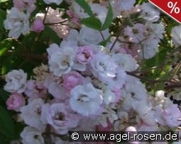 Guirlande Rose kaufen, click for more details Guirlande Rose