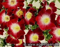 Hiawatha kaufen, click for more details Hiawatha