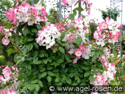 Juliana von Stolberg kaufen, click for more details Juliana von Stolberg