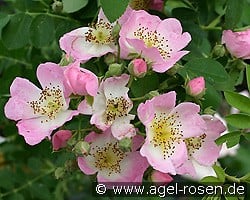 Kew Rambler kaufen, click for more details Kew Rambler