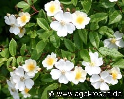 Kiftsgate kaufen, click for more details Kiftsgate