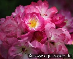 Kiftsgate Violett kaufen, click for more details Kiftsgate Violett