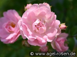 Kirschrose kaufen, click for more details Kirschrose
