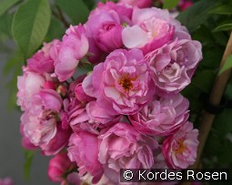 Lavender Siluetta kaufen, click for more details Lavender Siluetta