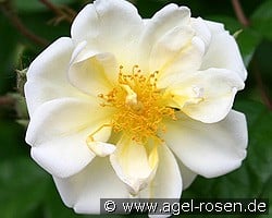 Lykkefund kaufen, click for more details Lykkefund