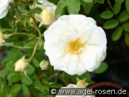 Madeleine Selzer kaufen, click for more details Madeleine Selzer