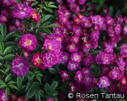 Manhattan Blue kaufen, click for more details Manhattan Blue