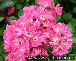 Maria Lisa kaufen, click for more details Maria Lisa