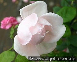 Minnehaha kaufen, click for more details Minnehaha