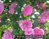 Mme. Sancy de Parabére kaufen, click for more details Mme. Sancy de Parabére