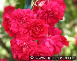 Momo kaufen, click for more details Momo