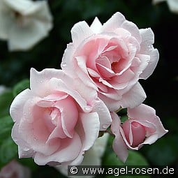 New Dawn kaufen, click for more details New Dawn