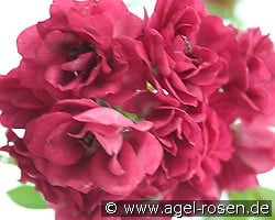 Non Plus Ultra kaufen, click for more details Non Plus Ultra