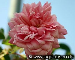 Paul Noél kaufen, click for more details Paul Noél