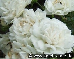 Pemberton's White Rambler kaufen, click for more details Pemberton's White Rambler