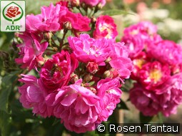 Perennial Blue kaufen, click for more details Perennial Blue