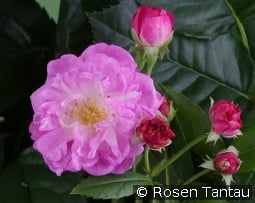 Perennial Rosali kaufen, click for more details Perennial Rosali